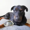 SteelDog - Denim Crappie